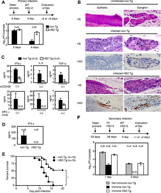 Figure 1. Transgenic mice expressing sHBZ in CD4 T cells are highly susceptible to intravaginal infection with HSV-2. (A) Virus titer in vaginal washes in primary infection. (B) Histologic analysis of epithelia and ganglion in vaginal tissue from mice infected with HSV-2. Uninfected vaginal tissues are presented as controls. HE indicates H&E stain; and HSV, immunohistochemical analysis for the viral antigen. Arrowheads indicate HSV-2–positive cells. (C) Cytokine production by splenic CD4 T cells from mice infected with 104 plaque-forming units (PFU) of HSV-2. Cells were stimulated with mAbs to CD3 and CD28 or APC plus heat-inactivated HSV-2 (HIH2) in ex vivo culture. (D) IFN-γ concentration in vaginal wash fluid harvested at day 5 after infection. (E) Survival curve of non-Tg or HBZ-Tg mice infected with 103 PFU of HSV-2. *P < .05 (log-rank test). (F) Viral titer in vaginal washes during HSV-2 secondary infection. To evaluate adaptive immunity against HSV-2 infection, mice were immunized and infected with the virus as shown in the upper panel. Bars represent the mean ± SD of all mice per genotype. Two or 3 independent experiments have been performed. N.D. indicates not detected.