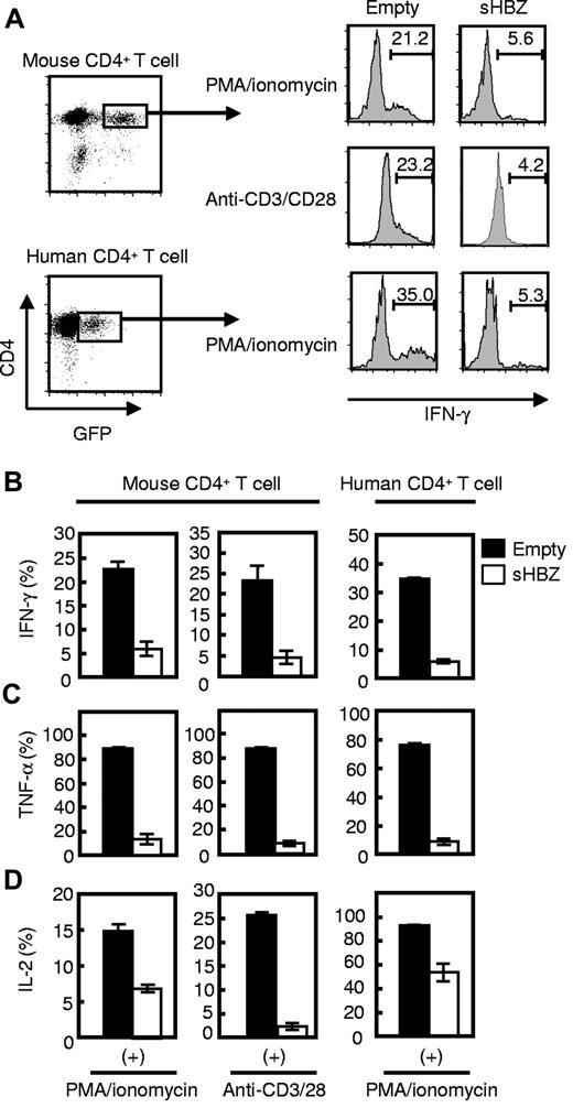 Figure 4. sHBZ directly inhibits IFN-γ production in both human and mouse CD4 T cells. Mouse and human CD4 T cells were transduced with recombinant retroviruses or lentiviruses, respectively, expressing sHBZ, and stimulated with PMA and ionomycin or antibodies to CD3 and CD28. Then, intracellular cytokines in living HBZ-expressing CD4 T cells were measured using FACS. (A) GFP+ and CD4+ cells were gated as shown in the left panel and evaluated for intracellular production of IFN-γ, TNF-α, or IL-2 by flow cytometry. Representative histograms of IFN-γ are shown. (B-D) Percentages of IFN-γ+ (B), TNF-α+ (C), or IL-2+ (D) cells in mouse and human CD4 T cells. Representative data from 2 independent experiments in triplicate (mean ± SD) are shown.