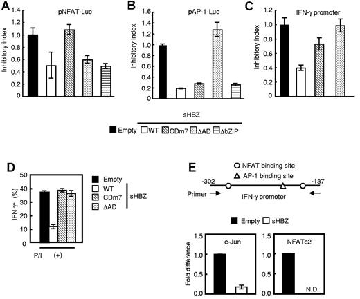 Figure 6. NFAT and AP-1 signaling pathways are responsible for HBZ-mediated inhibition of IFN-γ production. (A-C) Effects of wild-type and mutant sHBZ on (A) an NFAT-Luc reporter, (B) an AP-1-Luc reporter, and (C) the IFN-γ promoter. (D) The suppressive effect of sHBZ mutants on IFN-γ production from primary mouse CD4 T cells. Retroviruses expressing wild-type and mutated HBZ were transduced to primary mouse CD4 T cells, stimulated with PMA and ionomycin, and stained. (E) ChIP assay of the NFAT and AP-1 binding sites of IFN-γ promoter. sHBZ-expressing Jurkat cells were stimulated with PMA and ionomycin, and ChIP assay was performed using anti-NFATc2 or anti–c-Jun antibodies. The IFN-γ promoter (−302 to −137) was amplified by real-time PCR. The data from stimulated empty-transfected Jurkat cells were used as a reference. Representative data (mean ± SD) from 2 or 3 independent experiments are shown. N.D. indicates not detected.