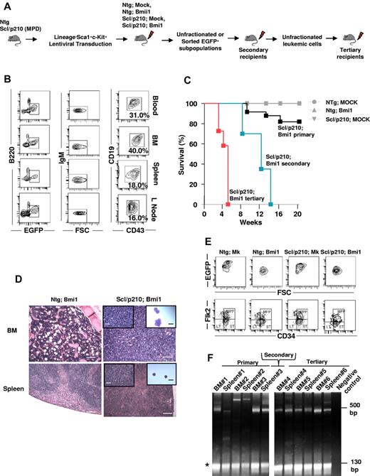 Figure 1. Bmi1 collaborates with inducible BCR-ABL to induce lymphoid BC in vivo. (A) Experimental setup. To model CML-BC–initiating cells, LSK cells were isolated from Ntg or Scl/p210 mice presenting with myeloproliferative disorder (MPD), transduced with Bmi1 or empty lentiviral vectors expressing EGFP, and serially transplanted into lethally irradiated primary, secondary, and tertiary recipient mice. (B) Representative flow cytometry (FACS) contour diagram showing the frequency of EGFP+FSChiB220loCD19+CD43+IgM− B-lymphoid blasts present in the peripheral blood, BM, spleen, and lymph nodes of Scl/p210;Bmi1 mice. (C) Cumulative survival using the Kaplan-Meier log-rank P test performed in Ntg;MOCK-, Ntg;Bmi1-, Scl/p210;MOCK-, and Scl/p210;Bmi1-transplanted primary, secondary, and tertiary recipient mice (P < .05, n = 6-12 mice per group; n = 2 independent experiments). (D) Histological evidence of leukemic cell infiltration into the BM (magnification 100×) and spleen (Magnification 100×) in Scl/p210;Bmi1 (DOX OFF) mice compared with Scl/p210;Bmi1 (DOX ON) mice. Inset pictures show tissue infiltration at higher magnification (400×) or cytospin preparation of immature lymphoblasts (magnification 1000×). (E) Representative FACS contour diagram showing the frequency of HSCs and MPPs gated on EGFP+ BM cells from Ntg;MOCK, Ntg;Bmi1, Scl/p210;MOCK, and Scl/p210;Bmi1 mice. (F) LAM-PCR amplifying lentiviral vector insertion sites in the BM and spleen of Scl/p210;Bmi1-transplanted primary, secondary, and tertiary recipient mice, demonstrating a predominantly monoclonal integration pattern. Negative control indicates mouse genomic DNA control. *Internal standard. Microphotographs were obtained with an Olympus CKX41, objectives ×10, ×40, and ×100. The images were acquired with a Moticam 2500 color camera (5.0 MPixal, USB2.0), Motich China Group Co Ltd, and processed using Motic Images Plus 2.0 software.