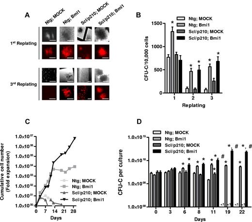 Figure 2. Bmi1 augments proliferation and maintains clonogenicity of Scl/p210 cells. (A) Representative fluorescence photographs showing CFU-Cs of Ntg;Mk-, Ntg;Bmi1-, Scl/p210;Mk-, and Scl/p210;Bmi1-expressing cells during serial replating on methylcellulose in vitro. Earlier, Bmi1 was subcloned into Sfβ91-IRES-RFP retroviral vector. HSC/Ps were transduced and RFP+ cells were sorted by flow cytometry (FACSAria II; BD Biosciences). (B) Frequency of CFU-Cs in the BM of Ntg;Mk-, Ntg;Bmi1-, Scl/p210;Mk-, and Scl/p210;Bmi1-expressing cells during serial replating on methylcellulose in vitro. (C) Cumulative cell number expansion of Ntg;Mk-, Ntg;Bmi1-, Scl/p210;Mk-, and Scl/p210;Bmi1-expressing cells grown in IMDM-based liquid culture supplemented with 10% FCS, 100 ng/mL of SCF, 100 ng/mL of thrombopoietin, and 100 ng/mL of G-CSF. Data represent 1 of 2 independent experiments with similar results. (D) CFU-C content (expansion) per culture of sorted RFP+ BM cells from Ntg;Mk-, Ntg;Bmi1-, Scl/p210;Mk-, and Scl/p210;Bmi1-expressing groups during liquid culture in respective time points in vitro. The CFU-C assay was performed in triplicate. Data represent 1 of 2 independent experiments with similar results. Microphotographs were obtained with a DC Imaging microscope, model BA310, with a ×20 objective (OM, ×200). The images were acquired with a Moticam 2500 color camera (5.0 MPixal, USB2.0), Motich China Group Co Ltd, and processed using Motich Image Plus 2.0 software.