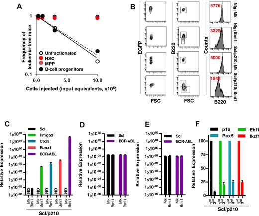 Figure 3. Bmi-1 induces self-renewal and transforms B-lymphoid progenitors. (A) Frequency of leukemia-initiating cells in Scl/p210;Bmi1 mice in unfractionated and sorted cell fractions. Results are presented as cell input equivalents (P < .05, n = 8-10 mice per group). (B) Representative FACS contour diagram and histogram showing expression (in red, mean fluorescence intensity, MFI) of B220 on EGFP+ cells in Ntg;MOCK, Ntg;Bmi1, Scl/p210;MOCK, and Scl/p210;Bmi1 mice. (C) Relative mRNA expression (quantitative RT-PCR, 2ΔCt) analysis of Scl, Hmgb3, Cbx5, Runx1, and BCR-ABL (b3a2) in EGFP+ B-lymphoid progenitors isolated from Scl/p210;Mock (Mk) and Scl/p210;Bmi1 mice. ND indicates not detected. (D) Relative mRNA expression (quantitative RT-PCR, 2ΔCt) analysis of Scl, and BCR-ABL (b3a2) in EGFP+ HSCs isolated from Scl/p210;Mock (Mk) and Scl/p210;Bmi1 mice. (E) Relative mRNA expression (quantitative RT-PCR, 2ΔCt) analysis of Scl, and BCR-ABL (b3a2) in EGFP+ MPPs isolated from Scl/p210;Mock (Mk) and Scl/p210;Bmi1 mice. (F) Relative mRNA expression (quantitative RT-PCR, normalized) analysis of p16, Ebf1, Pax5, and Ikzf1 performed on EGFP+ B-lymphoid progenitors isolated from primary (first) and tertiary (third) Scl/p210;Bmi1 mice. Data were normalized to the leukemic cells obtained from primary (first) recipient mice.