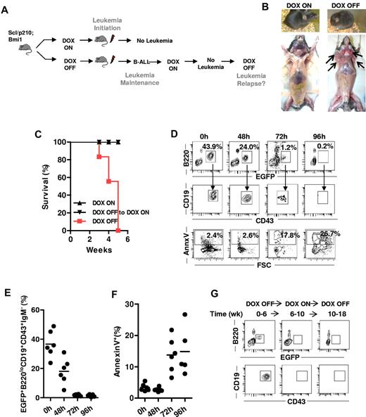 Figure 4. BCR-ABL expression is indispensable for survival, initiation, and maintenance of Bmi1-expressing CML BC–initiating cells in vivo. (A) Experimental setup. To study leukemia initiation, mice transplanted with B-ALL–initiating cells were fed with (DOX ON) or without (DOX OFF) doxycycline immediately after transplantation. To study leukemia maintenance, recipient mice that had already developed B-ALL under DOX OFF conditions were switched back to a DOX ON diet to stop the further expression of BCR-ABL. (B) Representative image of Scl/p210;Bmi1 mice fed DOX-ON or DOX-OFF diet. (C) Cumulative survival of Scl/p210;Bmi1 mice during leukemia initiation and maintenance DOX-ON or DOX-OFF diets. (P < .05, n = 3-4 mice per group). (D-G) Mice fed with a DOX OFF followed by a DOX ON diet. (D) Representative FACS contour diagram showing EGFP+ B-lymphoid progenitors and annexin V+ B-lymphoid progenitors present in the peripheral blood of Scl/p210;Bmi1 mice. (E) Frequency of EGFP+ B-lymphoid progenitors present in the peripheral blood of Scl/p210;Bmi1 mice (n = 6 mice in each time point). (F) Frequency of annexin V+ B-lymphoid progenitors present in the peripheral blood of Scl/p210;Bmi1 mice (n = 6 mice in each time point). (G) Representative FACS contour diagram showing EGFP+ B-lymphoid progenitors present in the BM of Scl/p210;Bmi1 mice.