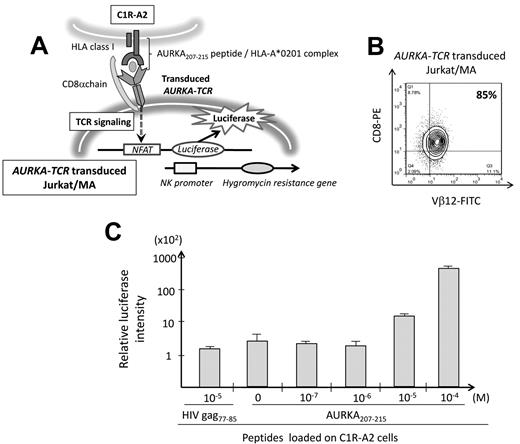 Figure 2. Functional retroviral expression of the AURKA207-215–specific TCR. (A) Schematic representation of the luciferase assay using AURKA207-215–specific TCR-transduced Jurkat/MA cells. NFAT indicates nuclear factor activated T cells; and NK, natural killer. (B) AURKA207-215–specific TCR-transduced Jurkat/MA cells express Vβ12 but label poorly with cognate tetramer (data not shown), probably because of the low levels of surface CD8α expression. (C) AURKA207-215–specific TCR-transduced Jurkat/MA cells were stimulated with peptide-pulsed C1R-A2 cells as shown and subjected to luciferase assay. Error bars represent SDs.