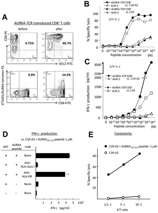 Figure 3. AURKA207-215–specificTCR-transduced CD8+ T cells display epitope-specific functionality. (A) Representative flow cytometry plots showing staining of AURKA207-215–specificTCR-transduced CD8+ T cells with anti-TCR Vβ12 mAb and HLA-A*0201/AURKA207-215 tetramer. (B) The same AURKA207-215 TCR-transduced CD8+ T cells shown in panel A were tested in 51Cr-release assays against C1R (negative control) and C1R-A2 cells pulsed with the indicated concentrations of AURKA207-215 peptide. The parental AUR-2 CTL clone was tested in parallel. E/T indicates effector:target ratio. (C) IFN-γ production by AURKA207-215–specificTCR-transduced CD8+ T cells was measured in a similar format to that described for panel B. (D) Effects of HLA class I and class II blockade on the production of IFN-γ by AURKA207-215–specificTCR-transduced CD8+ T cells stimulated with cognate peptide-loaded (1μM) C1R-A2 cells. (E) Cytotoxic activity of AURKA207-215–specificTCR-transduced CD8+ T cells against unpulsed or cognate peptide-loaded (1μM) C1R-A2 cells as a function of effector:target (E/T) ratio. Error bars represent SDs.