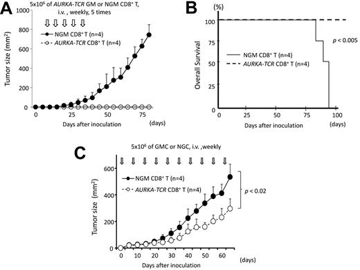 Figure 7. AURKA207-215–specific TCR-transduced CD8+ T cells mediate antileukemia reactivity in vivo. (A) Winn assay: tumor suppression curve. NOG mice were coinjected with GANMO-1 cells (5 × 106) and either 2.5 × 107 AURKA207-215–specific TCR gene-modified (AURKA-TCR) or non–gene-modified (NGM) CD8+ T cells (n = 4 group). Subsequently, 5 weekly infusions of the respective CD8+ T-cell populations (5 × 106 cells per infusion) were administered intravenously. Tumor growth was monitored every 5 days. (B) Winn assay: survival curve. Treatment with AURKA207-215–specific TCR gene-modified (AURKA-TCR) CD8+ T cells significantly prolonged survival (P < .005). (C) Therapeutic adoptive transfer model. NOG mice (n = 4 per group) were inoculated with 5 × 106 of GANMO-1 cells. Intravenous administration of either 5 × 106 AURKA207-215–specific TCR gene-modified (AURKA-TCR) or non–gene-modified (NGM) CD8+ T cells commenced on the same day and was continued weekly thereafter. Therapeutic infusions of AURKA207-215–specific TCR gene-modified CD8+ T cells significantly suppressed tumor growth (P < .02). Error bars represent SDs.