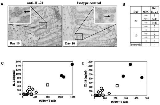Figure 1. IL-21 protein is expressed in the GI tract and found in serum in recipient mice with xenogeneic GVHD. To determine whether IL-21 is produced by human cells in a xenogeneic model of GVHD, colon, small intestine, and blood were removed from NOD/SCID/γc−/− mice receiving 30 or 60 × 106 human PBMCs and assayed for IL-21. (A) Left: Representative large intestine from mice receiving 30 × 106 PBMCs, probed with anti–IL-21. Arrow points to an immunoreactive MNC. Right: Same tissue probed with a biotinylated Fc control. (B) Quantitative analysis comparing the degree of MNC infiltrate and the relative number of IL-21–secreting cells that are present in colon sections. N/E indicates not evaluable. (C) Comparison of the IL-21 concentration in sera with the number of CD4+ (C) or CD8+ (D) T cells present in the blood on day 10. Serum samples taken from animals receiving 30 or 60 × 106 PBMCs (open and filled symbols, respectively) on day 10 (diamonds), day 20 (squares), or when animals became moribund (circles).