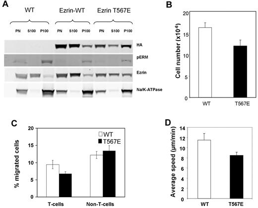 Figure 1. Initial characterization of ezrin transgenic mice. (A) Assessment of ezrin localization at the plasma membrane. Purified peripheral T-lymphocytes were sonicated, the nuclei and cellular debris were removed by centrifugation, and the postnuclear fraction (PN) was separated by ultracentrifugation into the soluble fraction (S100, cytosolic) and the pellet (P100, containing plasma membrane). Samples resolved by SDS-PAGE were analyzed by Western blot with antibodies to HA (to detect transgenic ezrin), to pERM (to detect endogenous phosphorylated ERM; note that this antibody does not detect the T567E ezrin), to ezrin (to detect endogenous and transgenic ezrin), and to Na/K ATPase (to assess plasma membrane enrichment in P100). Note that loading for the P100 fraction was 6 times that of the PN and S100 fractions (18 × 106 vs 3 × 106 cell equivalents) to assure sensitive detection of protein localization there. (B) Lower T-lymphocyte number in lymph nodes in T567E mice (P < .05). Data are mean ± SE of the number of T cells recovered from cervical, axillary, inguinal, lumbar, and mesenteric lymph nodes of 7 individual mice. (C) Reduced in vitro lymphocyte transmigration in T567E mice (P < .05). Primary splenic lymphocytes (20 × 106/mL) were incubated in the upper chamber of transwell chambers with 3-μm polycarbonate membranes, and the number of cells transmigrated to the lower chamber containing 400 ng/mL SDF-1 was assessed after 2 hours by flow cytometry. Data are mean ± SE of transmigration results for 7 T567E mice and 5 WT mice assessed in 4 separate experiments. (D) Slower migration rate of CD4 T-lymphoblasts from T567E mice (P < .0001). Migration was assessed on an ICAM-1–coated surface. Data are mean ± SE of values for 72 WT and 80 T567E cells in 3 separate experiments.