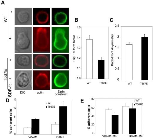 Figure 3. Adhesion and shape change. (A) Shape change of representative primary CD4 T cells before (−) or 60 seconds after (+) SDF-1 stimulation. Midplane confocal images stained for actin (phalloidin, red) and for the transgenic protein (using anti-HA, green). (B) Scoring of populations of cells from panel A (n = 30) for their shape 5 minutes after SDF-1 stimulation. Because the elliptical form factor scores = length of longest axis/length of axis perpendicular to that, a value of 1.0 is a round cell, and higher values are progressively more elliptical (P < .001). (C) Analysis of asymmetry of transgenic protein. Lymphocytes were stimulated with SDF-1 and stained with anti-HA to detect localization of WT or T567E transgenic protein. For each cell, average pixel intensity was compared between the front and the back. Data are the mean ± SE of values for 70 cells each (P < .0.05). (D-E) Adhesion of CD4 T-lymphoblasts to immobilized VCAM-1 or ICAM-1 in the absence (D) or presence (E) of Mn2+.