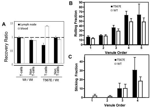 Figure 5. Impaired homing of ezrin T567E transgenic T cells to lymph node. (A) In vivo homing to lymph node. To assess homing in an internally controlled manner, 2 different T-cell preparations were stained with different levels of CFDA, mixed, injected intravenously, and their recovery in lymph node and blood was assessed by flow cytometry after 1 hour. Data are mean ± SEM for pairs of mice in an experiment representative of 4 performed in which the experimental mix (right side of panel) was ezrin T567E transgenic cells and WT cells. The control mix (left side of panel) was WT cells and WT cells. Recovery ratios for the control mix were all close to 1.0 (dashed horizontal line). In the experimental mix, the recovery ratio was decreased for transgenic T cells in lymph node (P < .05) and increased in blood (P < .01), but recovery ratios close to 1.0 were observed for the non-T cells. (B) Assessment of lymphocyte rolling in inguinal lymph node. Lymph node T cells were injected intra-arterially, and the number showing slow movement characteristic of rolling during the first pass through the lymph node was scored blind. The venule order designations were assigned by counting successive generations of venular branches in the upstream direction from the large collecting venule that drains into the superficial epigastric vein (with first being the largest and fifth being the smallest). (C) Same as in panel B but showing assessment of the fraction of rolling cells that bind for more than 30 seconds.