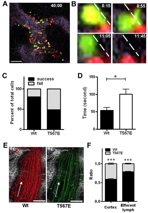 Figure 6. Defect in entering and leaving lymph node. (A-D) Imaging of events at the endothelial interface in lymph node. HEVs were stained by a low concentration of fluorescence-labeled MECA-79 (visualized as gray). T-lymphocytes from WT mice were stained red (CMTMR) and from ezrin T567E transgenics were stained green (CMFDA), mixed and injected intravenously while inguinal lymph node was being imaged at frame rate of 5 seconds. (A) A representative still image of HEVs showing lymphocytes at the endothelial surface and in the immediate vicinity of the vessel 40 minutes after cell injection. (B) Four sequential still images with corresponding time stamp. Dashed line indicates the edge of vessel delineated by MECA-79 stain, which is better seen on lower magnification view. Sequence illustrates an ezrin T567E transgenic T-cell initiating transmigration (maximal at 8:55), then withdrawing extension (11:05) and de-attaching (11:45). (C) Scoring of the success or failure of WT or T567E transgenic T-lymphocytes to transmigrate from endothelium into interstitium. (D) Average time taken for lymphocytes to transmigrate (P = .0185). Data are mean ± SEM: WT (53.9 ± 8.2; N = 9), Tg (100.6 ± 14.1; N = 16). P values were calculated with Mann-Whitney test by Prism Version 5 (GraphPad). *P < .05. (E) Thirty minutes of cumulative image of cell movement in representative lymph node in efferent lymph. Arrow indicates direction of lymph flow. (F) Comparison of the relative number of lymphocytes of ezrin T567E versus WT-lymphocytes from panel E in cortical sinus compared with cortex. ***P < .01.