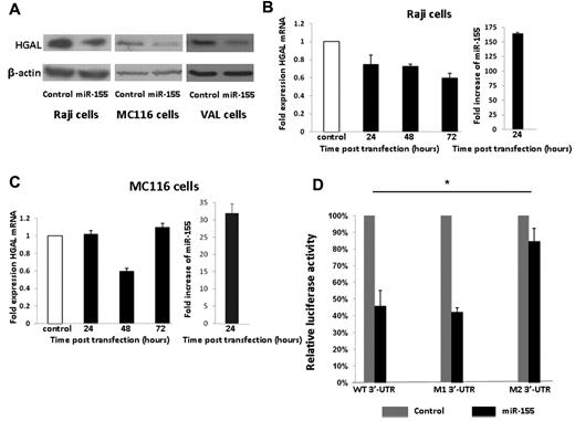 Figure 1. miR-155 down-regulates HGAL expression by binding to specific sites in HGAL 3′-UTR. (A) Effect of hsa-miR-155 overexpression on native HGAL protein levels in Raji, MC116, and VAL cell lines at 48 hours after transfection, assessed by Western blot. Actin levels were used as loading control in all cases. (B-C) Effect of hsa-miR-155 overexpression on the mRNA levels of HGAL in Raji (B) and MCL116 (C) cell lines measured by real-time PCR using TaqMan Gene Expression Assays (Applied Biosystems) at 24, 48, and 72 hours after transfection. Values of triplicate wells are represented as fold expression with respect to the nontargeting control transfection. Overexpression of hsa-miR-155 was confirmed by TaqMan MicroRNA Assays (C right panel and D right panel), expressed as fold increase over the control transfection. Error bars represent SEM. (D) Dual luciferase activity of reporter plasmids with the wild-type or mutated 3′-UTR of HGAL fused to the luciferase gene following hsa-miR-155 cotransfection in HeLa cells. The black columns represent cotransfections with hsa-miR-155; and the gray columns, the cotransfection of the same reporter vector with the nontargeting control. Mutations of the putative binding sites are represented as M1 and M2 3′-UTR. Values are normalized to the value of each control, which is noted as 100%. *Significant difference (P < .05). Error bars represent SEM. (A-D) Results are representative of 3 independent experiments.