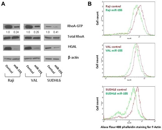 Figure 3. miR-155 affects RhoA activation and F-actin polymerization. (A) Raji, VAL, and SUDHL6 lymphoma cells, transfected with hsa-miR-155 or control nontargeting miRNA 48 hours before the experiment, were starved for 8 hours and then treated with LPA (1.5 μg/mL) for 45 seconds. Cellular lysates were prepared, and RhoA pull-down assay was performed. HGAL knockdown and equal loading were confirmed by Western blot of HGAL, RhoA, and actin antibodies. Densitometry analysis of normalized RhoA-GTP to total RhoA is presented. The values in the control samples were arbitrarily defined as 1. Results are representative of 3 independent experiments. (B) Assay for polymerized F-actin. Raji, VAL, and SUDHL6 lymphoma cells, transfected with hsa-miR-155 or nontargeted control miRNA 48 hours before the experiment, were starved for 8 hours and then left unstimulated or treated with LPA (1.5 μg/mL) for 45 seconds followed by staining with Alexa-488 phalloidin and analyzed by flow cytometry.