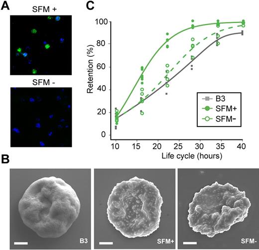 Figure 4. Loss of retention after shedding of episome in the SFM+ line. (A) Immunofluorescence analysis of the SFM+ parasite line cultured during 21 generations in the presence (SFM+, top panel) or absence (SFM−, bottom panel) of 40nM pyrimethamine. Infected erythrocytes were stained with anti–c-myc mAb followed by anti–rat Alexa-488–conjugated IgG, and parasite nuclei were counterstained with Hoechst 33342. Pictures were taken under identical exposure conditions. Absence of c-myc expression in SFM− line indicates a loss of episomal expression of the epitope-tagged STEVOR protein. (B) Scanning electron micrograph of B3, SFM+, and SFM− parasite-infected erythrocytes. Right and middle panels: SFM− and SFM+ infected erythrocytes with normal knobs compared with erythrocyte infected with the KAHRP-deficient B3 parasite line (left panel) in which knobs are absent. The bars represent 2 μm. (C) Kinetics of retention in microsphere matrices for erythrocytes infected with B3 (gray line), SFM+ (green continuous line), and SFM− (green dotted line) during the parasite life cycle. Measurements were performed at 10, 16, 22, 28, 34, and 40 hpi on 2% hematocrit cultures containing 2% to 10% tightly synchronized parasites.