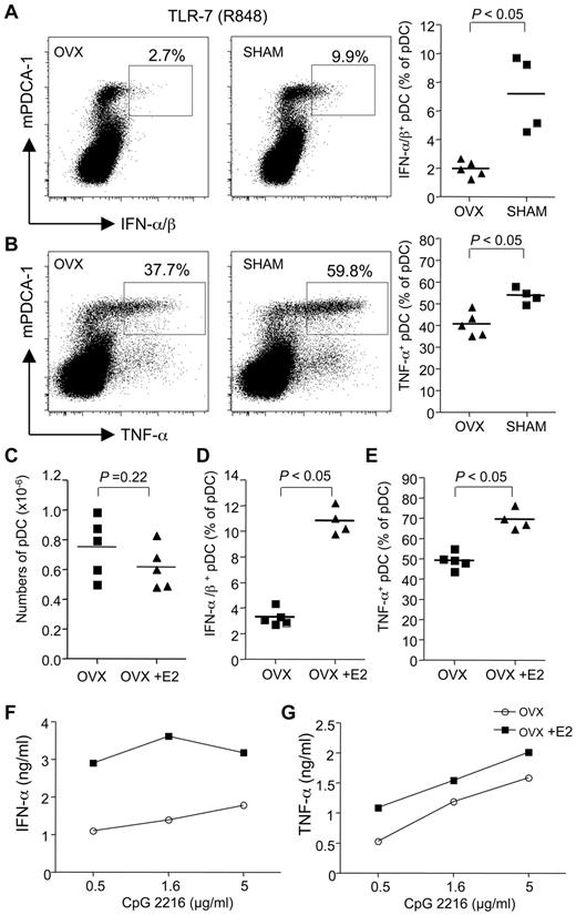 Figure 5. Endogenous and exogenous estrogens enhance pDC cytokine production after TLR-7/TLR-9 stimulation. Female WT C57BL/6 (B6) mice were ovariectomized (OVX) or not (Sham) before sexual maturity (3-4 weeks). In adulthood (7-8 weeks), bone marrow cells were restimulated ex vivo in the presence of R-848 for 3 hours. Dot plot showing the frequency of pDCs (mPDCA1+) producing IFN-α/β (A) and TNF-α (B). The lines on scatter plots indicate mean values. Results from individual mice are shown. P values were determined using the Mann-Whitney U test. (C-E) Ovariectomized mice were treaded or not with E2 (0.05-mg E2 pellet, 60-day release) for 2 weeks. pDCs were stimulated with R-848 and analyzed for IFN-α (C) and TNF-α (D). (E) Purified bone marrow pDCs were stimulated with the TLR-9 ligand CpG-2216. Culture supernatant was collected after 24 hours of stimulation, and IFN-α (F) and TNF-α (G) were measured by ELISA. Data are representative of 2 or 3 independent experiments.