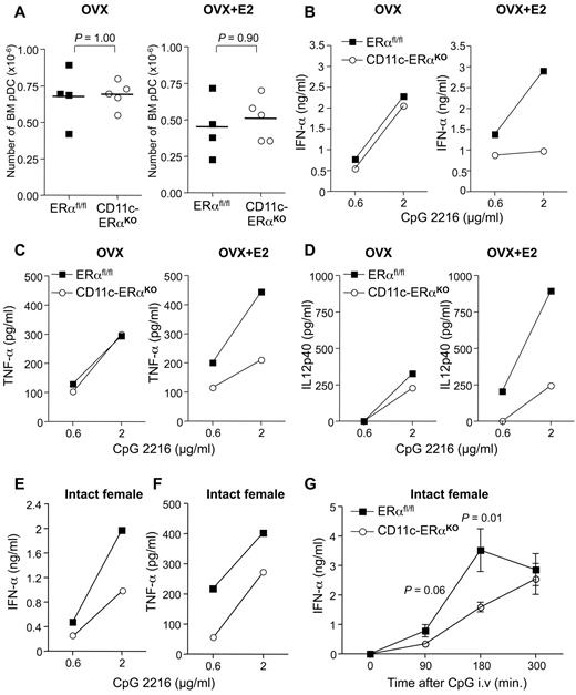 Figure 7. ERα signaling in pDCs is required to mediate the enhancing effect of E2 on the TLR-mediated production of IFN-α. (A-D) Ovariectomized CD11c-ERαKO female or ERαfl/fl control littermates on a B6 background were treated or not with E2 as in Figure 5. (A) Absolute numbers of bone marrow pDCs from individual mice. P value was determined using the Mann-Whitney U test. pDCs were FACS-purified from pooled bone marrow cells (3-5 mice per group) and stimulated with the indicated amounts of the TLR-9 ligand CpG-2216. Culture supernatants were collected after 24 hours of stimulation, and IFN-α (B), TNF-α (C), and IL-12p40 (D) concentrations were measured by ELISA. Data are representative of 2 independent experiments. (E-G) Bone marrow pDCs were purified from intact female CD11c-ERαKO or ERαfl/fl control mice, and the production of IFN-α (E) and TNF-α (F) on TLR-9 stimulation was analyzed by ELISA. (G) Intact CD11c-ERαKO (n = 5) or ERαfl/fl (n = 4) female mice were injected intravenously with 2 μg of CpG-2216, and their serum IFNα concentration was then assessed by ELISA at the indicated time points.