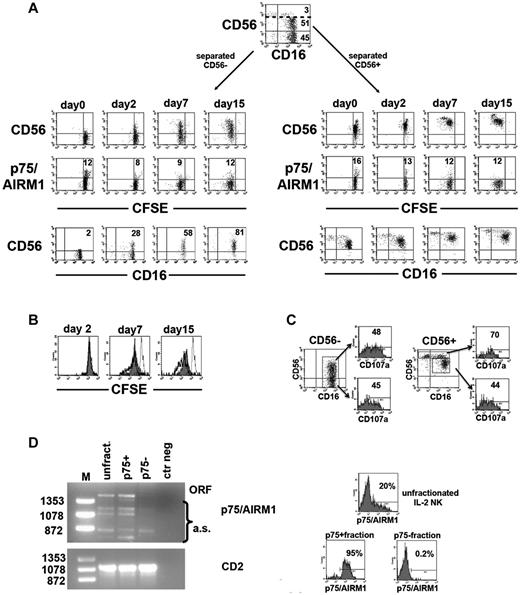 Figure 7. Effect of rhIL-2 on NK cells lacking CD56 and/or p75/AIRM1. Peripheral blood NK cells from a group 1 patient were labeled with CFSE, magnetically separated into CD56− and CD56+ subsets, and then cultured in the presence of rhIL-2. (A) The 2 NK-cell subsets were analyzed by FACS at the indicated time intervals to assess their CD56 or p75/AIRM1 expression and their proliferation capability. The percentage of CD56+CD16+ NK cells detected in cultures containing purified CD56− cells are indicated (bottom left). CFSE dilution of NK cells stained with anti-CD56 or anti-p75/AIRM1 is also shown (top and middle). Numbers in the middle panels refer to the percentage of p75/AIRM1+ NK cells. (B) CFSE dilution at different time intervals is comparatively shown for the purified CD56− (gray profile) and CD56dim (thick open profile) purified NK-cell fractions. In each histogram the CFSE staining of NK cells at day 0 is depicted (thin open profile). (C) After 7 days of culture in the presence of rhIL-2, cultures containing purified CD56− or CD56+ NK cells were evaluated for CD107a expression after incubation with K562. The percentage of CD107a+ cells is shown for the CD56− and CD56+ NK cells derived from cultures containing the purified CD56− fraction (left) and for the CD56bright and CD56dim NK cells derived from the purified CD56+ fraction (right). (D) RT-PCR analysis of p75/AIRM1 transcripts was performed on total RNA extracted from the indicated NK-cell populations. In the p75/AIRM1 analysis the PCR products corresponding to the open reading frame (ORF) or to the alternative splicing forms (a.s.) are indicated. Molecular weights are labeled on the left. RT-PCR analysis of CD2 transcripts are shown as controls. On the right, the surface expression of p75/AIRM1 is shown on the analyzed NK-cell populations before (top histogram, unfractionated) and after FACS sorting (lower histograms, p75/AIRM1+ and p75/AIRM1−). The percentage of positive cells is indicated.