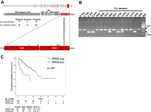 Figure 5. ARMS to detect NOTCH1 c.7544_7545delCT mutation. (A) Schematic diagram of the NOTCH1 gene (top) and protein (bottom), with its conserved functional domains (EGF-like repeats: LNR, LIN-12/NOTCH repeats; HD, heterodimerization; TM, transmembrane; Ankyrin repeats: TAD, transactivation domain; PEST, proline, glutamic acid, serine, threonine sequence). The TAD domain and the PEST sequence, both coded by exon 34, are magnified. Color-coded shapes indicate the position of the mutations found in the CLL training series (n = 34) and in the CLL validation series (n = 26). (B) Representative results of the ARMS assay showing 4 CLL samples that scored positive for the c.7544_7545delCT mutation (codes 5984, 5726, 11815, 3979) and 7 CLL samples that scored negative for the c.7544_7545delCT mutation (codes 4681, 5092, 3410, 8054, 7272, 11477, 5949). Negative samples show a normal band of 284 bp. Positive samples show an additional mutant band of 183 bp. Negative (C neg) and positive (C pos) controls also are included. Molecular weight (MW) is the 100-bp DNA ladder. Camera: Gel Doc 1000, BioRad; image acquisition software: Quantity One 4.5.0, BioRad. (C) Kaplan-Meier estimates of overall survival according to the results of the ARMS assay in the CLL training series (n = 309). Cases that scored negative by ARMS for the NOTCH1 c.7544_7545delCT mutation (ARMS neg) are represented by the blue line. Cases that scored positive by ARMS for the NOTCH1 c.7544_7545delCT mutation (ARMS pos) are represented by the red line.