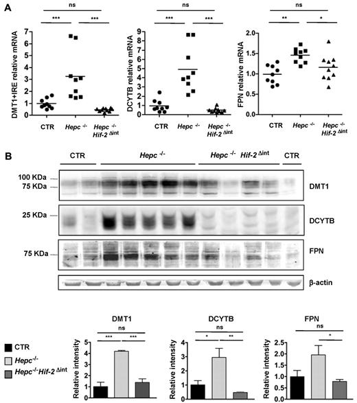 Figure 1. Iron absorption genes are decreased in Hepc−/−Hif-2αΔint compared with Hepc−/− mice. (A) Relative mRNA expression of DMT1 + IRE, DCYTB, and FPN normalized to Cyclophilin in the duodenum of Hepc−/−Hif-2αΔint (●; n = 9) versus Hepc−/− (■; n = 9) and CTR (▴; n = 9) mice. (B) Western blot of FPN, DMT1, and DCYTB on membrane extracts of whole duodenum from Hepc−/−Hif-2Δint and Hepc−/− mice versus CTR littermates. Expression was normalized to β-actin. Results were quantified using ImageJ Version 1.43r software (http://rsb.info.nih.gov/ij/). All genotypes used contain the Hif-2αlox/lox allele. *P < .05. **P < .01. ***P < .001. ns indicates not significant.