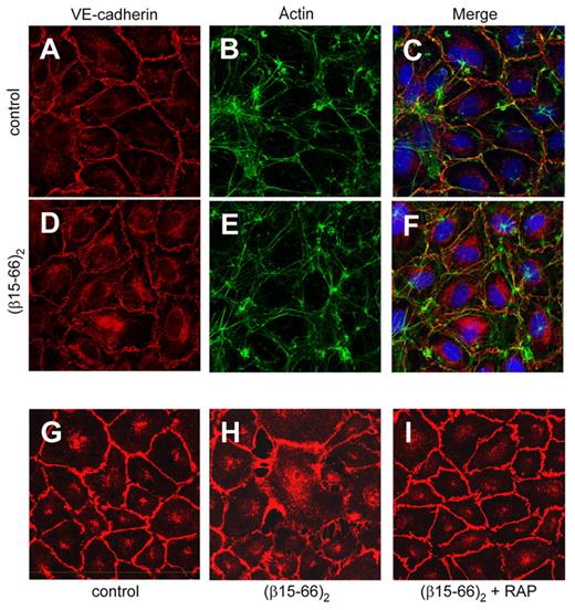 Figure 1. Effect of the (β15-66)2 fragment on the distribution of VE-cadherin in endothelial cells. (A-F) HUVECs grown on glass coverslips to confluence were incubated for 6 hours without (A-C) or with 250nM (β15-66)2 fragment (D-F), fixed, permeabilized, and immunostained for VE-cadherin (red in panels A and D), actin (green in panels B and E), and nuclei (blue in panels C and F). (G-I) The inhibitory effect of RAP on the (β15-66)2–induced redistribution of VE-cadherin in HUVECs is shown. Cells grown to confluence were incubated for 24 hours with media alone (G), with 250nM (β15-66)2 (H), or with 250nM (β15-66)2 plus 500nM RAP (I), fixed, permeabilized, and immunostained for VE-cadherin. All confocal images were taken through the middle of the cell layer. Magnification ×63, oil immersion.