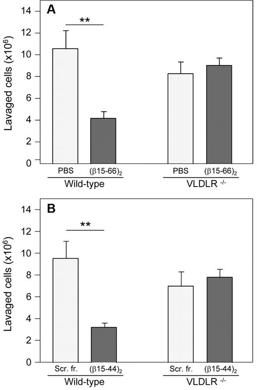 Figure 7. Inhibitory effect of β15-42–containing dimeric fibrin fragments on neutrophil infiltration in vivo in a mouse model of peritonitis. The recombinant (β15-66)2 fragment (A) or the synthetic (β15-44)2 fragment (B), each in 200 μL of PBS at 80μM (total dose per mouse was 16 nmol), was injected intravenously in wild-type and VLDLR−/− mice; control mice were injected with 200 μL of PBS (A) or scrambled (β15-44)2 fragment (Scr. fr.) at 80μM in 200 μL of PBS (B). The number of infiltrated leukocytes (neutrophils) was estimated as described in the “Leukocyte transendothelial migration assay.” The results are means ± SEs (n = 4, A; n = 6, B). **P < .01.