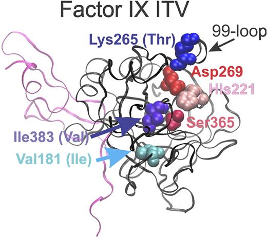 The stucture of FIX is based on that of Wang et al.6 The ribbon structure of the heavy chain of activated FIX appears in black and part of the light chain in pink. The amino acids of the catalytic triad (His221, Asp269, and Ser365) are identified in reds and pinks. The amino acids of normal FIX that were mutated to generate FIX-ITV are identified in blues and purples, with the amino acids present in FIX-ITV shown in parenthesis. PDB code is 3LC3. Jay W. Ponder assisted in preparing the figure.