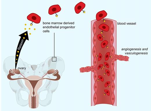 Relaxin mobilizes bone marrow–derived endothelial progenitor cells to sites of vascularization.