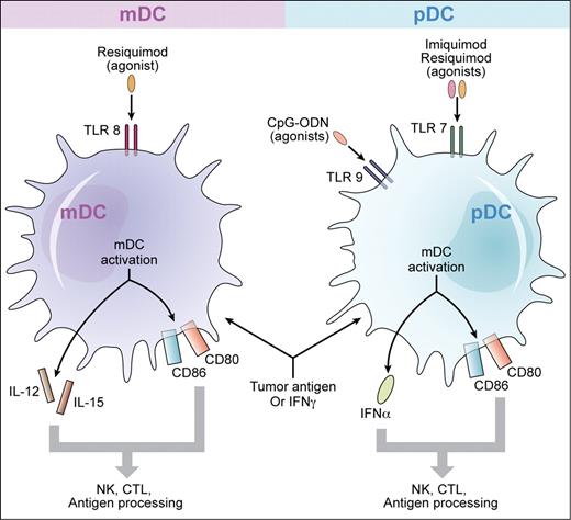 Toll-like receptor agonists plus tumor antigen, or interferon γ, may be therapeutically active for cutaneous T-cell lymphoma. The major populations of human dendritic cells include myeloid dendritic cells (mDCs) that express TLR8 and plasmacytoid dendritic cells (pDCs) that express TLRs 7 and 9. In the study by Kim et al, vaccination with CpG-ODNs, which are agonists for TLR9, was used to prime pDCs simultaneously with local radiation to active CTCL skin lesions. Other TLR agonists in clinical development for CTCL include imiquimod, an agonist for TLR7, and resiquimod, an agonist for TLR8. These TLR agonists may produce synergistic activation of the immune response with IFN γ. Similarly, there may be additive or synergistic stimulation of an antitumor response when a TLR agonist is used in combination with apoptotic tumor cells. On activation of mDCs, IL-12 and IL-15 are produced while activation of pDCs results in production of IFNα. There is also up-regulation of the co-stimulatory molecules CD80 and CD86. Induction of cytokines and up-regulation of co-stimulatory molecules are highly beneficial for the adaptive immune response leading to the development of antitumor cytotoxic T cells. Professional illustration by Kenneth X. Probst.