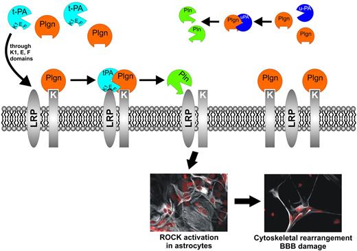 Figure 7. Proposed model for t-PA/Plgn–mediated, receptor-dependent BBB modulation via the Rho/ROCK pathway. t-PA binds an astrocytic cell surface receptor, possibly LRP-1, via its kringle 1, EGF, or Finger domains (or their combination). The t-PA receptor colocalizes on the cell surface with a Plgn binding receptor (or protein) that uses exposed lysines to bind the Plgn kringles. This receptor-mediated colocalization of t-PA and Plgn provides the “cofactor” requires for effective t-PA–induced plasmin (Pln) generation at specific locations on the astrocyte surface. Plasmin in turn activates a yet-to-be identified target protein, triggering key signaling pathways in the astrocyte (ie, the MAPK, PI3 kinase, and Rho/ ROCK pathways). ROCK activation leads to substantial cytoskeletal changes in the astrocyte, resulting in astrocyte retraction that compromises the BBB structure and increases its permeability. Other plasminogen activators (PAs), such as u-PA, cannot use the same t-PA receptors. Pln activation by these PAs occurs in the extracellular fluid or in other areas on the cell surface that cannot participate in similar signal-transducing events, rendering these PAs ineffective as BBB modulators.