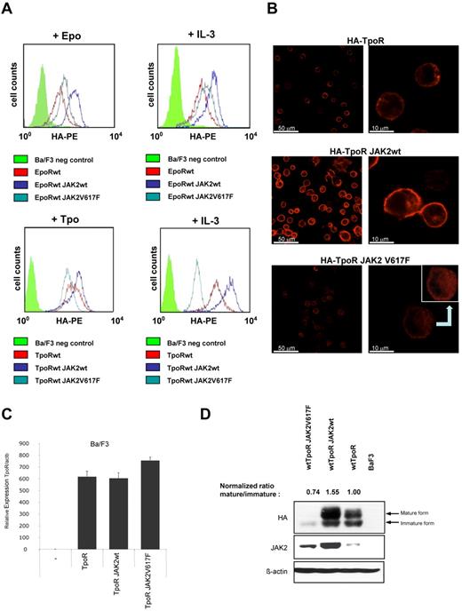 Figure 1. JAK2 V617F expression leads to down-modulation of cell-surface and total TpoR protein. (A) Flow cytometric assessment of cell-surface HA-TpoR levels. Ba/F3 cells retrovirally transduced with the JAK2wt or JAK2 V617F were sorted to equivalent CD4 levels, as a truncated CD4 molecule is also coded by the bicistronic pMX retrovirus. Cells were subsequently transduced with bicistronic pMX viruses coding for TpoR or EpoR and GFP and were sorted for equivalent GFP levels. Shown are Ba/F3 cells maintained in medium supplemented with IL-3, Epo (for EpoR cells), and Tpo (for TpoR cells). Detection of cell-surface HA was performed using monoclonal anti-HA antibodies and R-PE–conjugated donkey F(ab′)2 anti–mouse IgG secondary antibody. At least of 10 000 events were analyzed for each flow cytometric measurement. (B) Confocal immunofluorescence analysis of cells expressing the indicated HA-TpoR and JAK2 constructs. Cells were fixed with 4% paraformaldehyde and permeabilized with 0.05% saponin. After quenching of autofluorescence and blocking nonspecific labeling, detection of HA-TpoR was performed with monoclonal anti-HA antibodies and goat anti–mouse IgG linked to Alexa-568 secondary antibody. Bottom right panel: Image with artificially increased luminosity (+40%) and contrast (+40%). (C) Quantitative PCR determining the levels of expression of TpoR mRNA in the indicated cell lines. (D) Western blot analysis with anti-HA antibodies, anti-JAK2, and anti–β-actin antibodies of Ba/F3 cells expressing the indicated TpoR and JAK2 constructs and maintained in medium supplemented with IL-3 (cells shown in panel A bottom right panel, +IL-3). Normalized ratio mature/immature TpoR bands were calculated after dividing the densitometric measurement of the intensities of mature and immature bands (ratio) and normalizing to the ratio in Ba/F3 wtTpoR cells.