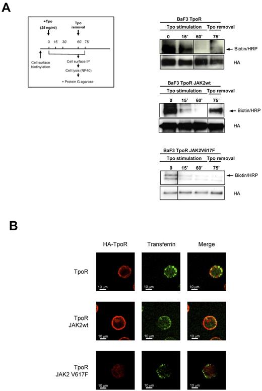 Figure 2. Effects of JAK2wt and JAK2 V617F on TpoR protein processing and recycling. (A) Recycling of biotinylated cell-surface TpoR after ligand addition and removal was assessed after cell-surface biotinylation, as described in “Cell-surface biotinylation followed by TpoR cell-surface immunoprecipitation, recycling assays.” After cell-surface biotinylation, cells were treated or not with Tpo for the indicated times; then Tpo was removed for 15 minutes. Cells were surface immunoprecipitated by incubating cells at 4°C with anti-HA for 1 hour. After extensive washing to remove unbound anti-HA, cells were lysed in 1% NP40 buffer. Immune complexes of anti-HA and surface proteins were precipitated by Protein G-Sepharose beads. Samples were denatured by boiling in Laemmli buffer and analyzed by Western blotting with anti-HA or anti-biotin antibodies coupled to HRP to detect biotinylated (cell-surface) proteins. Vertical line(s) have been inserted to indicate a repositioned gel lane. (B) Confocal imaging of the TpoR in the indicated Ba/F3 cells permeabilized with saponin in the presence or absence of an overexpressed JAK2wt or JAK2 V617F. Transferrin/Alexa-488 (left panel) was absorbed, internalized, and recycled by the cells for 25 minutes at 37°C. After paraformaldehyde fixation, staining for the receptor was performed using anti-HA antibody and a secondary antibody labeled with Alexa-568. Ba/F3 cells expressing TpoR alone or with JAK2 show partial colocalization between TpoR and transferrin. In contrast, Ba/F3 TpoR JAK2 V617F shows no colocalization of TpoR with transferrin. TpoR expressed in JAK2 V617F cells exhibits an intracellular distribution and low cell-surface localization.
