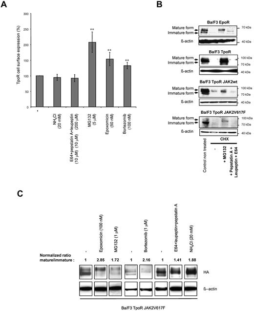 Figure 3. Effects of lysosome and proteasome inhibitors on TpoR cell-surface and total levels in JAK2 V617F cells. (A) Flow cytometric assessment of cell-surface HA-TpoR levels of Ba/F3 TpoR JAK2 V617F treated or not with the indicated inhibitors. Shown are averages of at least 3 independent experiments ± SD. Each experiment reflected analysis of 10 000 cells. **Two-tailed P < .01. (B) The indicated Ba/F3 cells were treated with 20 μg/mL cycloheximide for 20 hours or not and simultaneously treated with a combination of lysosome inhibitors (10μM, E64, 10μM pepstatin A, and 200μM leupeptin) or 10μM MG132 proteasome inhibitor. Shown are Western blot analyses for HA-TpoR and β-actin. (C) Western blot analysis with anti-HA antibodies and anti–β-actin antibodies of Ba/F3 TpoR JAK2 V617F cells treated with the indicated inhibitors for 20 hours. The densitometric ratios between the mature and immature TpoR bands were normalized to that of untreated cells.