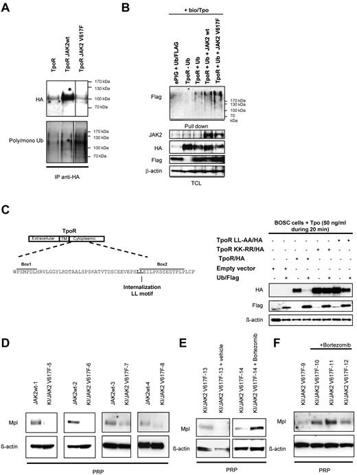 Figure 4. TpoR down-regulation induced by JAK2 V617F is promoted by proteasome degradation through stronger receptor ubiquitinylation in cell lines and in platelets from JAK2 V617F knock-in mice. In vivo proteasome inhibitor treatment restored TpoR levels. (A) The indicated Ba/F3 cell lines were lysed in 1% NP40 buffer, immunoprecipitated with anti-HA, and subjected to Western blotting with anti-HA antibodies or anti–polyubiquitin/monoubiquitin antibodies. Vertical line(s) have been inserted to indicate a repositioned gel lane. (B) HEK293-derived BOSC cells were transfected with the indicated TpoR and JAK2 constructs and with or without Flag-tagged ubiquitin. Two days after transfection, cells were treated with biotinylated Tpo (bio/Tpo) for 5 minutes at room temperature and 15 minutes at 37°C. Cells were lysed in 1% NP40 buffer, incubated streptavidin beads for 1 hour at 4°C. Beads were extensively washed and lysed in Laemmli buffer. Western blot was performed with anti-HA, anti-Flag, and anti–β-actin antibodies. In parallel, total cell lysates of the transfected cells were analyzed by Western blotting. (C) Left panel: Schematic representation of the TpoR cytosolic region that contains the 2 lysine K40 and K60 residues potentially involved in ubiquitinylation and the 2 leucine L54 and L55 residues involved in internalization. Right panel: HEK293-derived BOSC cells were transfected with the indicated TpoR constructs and Flag-tagged ubiquitin or empty vector. Two days after transfection, cells were stimulated with 50 ng/mL Tpo for 20 minutes. Cells were lysed in Laemmli buffer and examined by Western blotting with anti-HA, anti-Flag (for Flag-ubiquitin), or anti–β-actin. (D) Western blot analysis of platelet extracts from the indicated mice with anti-Mpl (TpoR; UBI) and anti–β-actin antibodies. JAK2wt-1 and JAK2wt-2 mice are wild-type C57Bl6 mice, KI/JAK2V617F-6 and -7 are heterozygous JAK2 V617F knock-in mice, JAK2wt-3 and JAK2wt-4 are C57Bl6 mice reconstituted with bone marrow from wild-type mice, whereas KI/JAK2V617F-7 and -8 are mice reconstituted with bone marrow from heterozygous JAK2 V617F knock-in mice. (E) Western blot analysis of paired platelet samples collected before and after drug treatment from the same KI-JAK2 V617F mouse. Mice were treated either with vehicle control (KI-JAK2 V617F-13) or bortezomib (0.5 mg/kg; KI-JAK2 V617F-14) during 2 weeks by intraperitoneal injections. (F) Western blot analysis of platelet extracts from the indicated mice that were reconstituted with bone marrow from JAK2 V617F KI mice. Mice were treated either with vehicle (KI/JAK2 V617F-9) or bortezomib (KI/JAK2 V617F-10, -11, and -12). Mice were treated for 2 weeks (twice per week) with intraperitoneal injections of the proteasome inhibitor bortezomib (0.5 mg/kg).