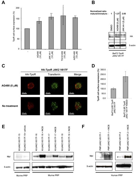 Figure 5. TpoR down-modulation by JAK2 V617F requires kinase activity of JAK2. In vivo JAK2 inhibitor treatment restored TpoR levels in mouse and human cells. (A) Flow cytometric analysis (anti-HA) of the indicated Ba/F3 TpoR JAK2 V617F cells incubated with vehicle control, or the indicated inhibitors for 20 hours. Results are derived from the analysis of at least 10 000 events per replicate. Shown are averages of percentages of TpoR expression of 3 independent experiments ± SD, with TpoR levels in the absence of inhibitors being considered as 100%. *Two-tailed (P < .05). **Two-tailed (P < .01). Neither compounds induced toxicity, as assessed by Trypan blue exclusion (not shown). (B) Western blot analysis of TpoR total levels of Ba/F3 TpoR JAK2V617F cells treated or not with the indicated inhibitors for 20 hours. The densitometric ratios between the mature and immature TpoR bands were normalized to that of untreated cells. (C) Confocal analysis of HA-TpoR localization on Ba/F3 TpoR JAK2 V617F cells treated or not with AG490 for 20 hours. (D) Flow cytometric analysis (anti-HA for TpoR cell-surface localization) of the indicated Ba/F3 cell lines. Data are mean ± SD values obtained in 3 flow cytometric measurements, each average being obtained for 10 000 events. Differences between JAK2 V617F and JAK2 V617F K882D cells were statistically significant (P < .01, Student t test). (E) Western blot analysis of paired platelet samples before and after drug treatment from the same KI-JAK2 V617F mouse. Mice were treated either with vehicle (KI-JAK2 V617F-15) or INCB018424 (KI-JAK2 V617F-16, -17, and -18) during 2 weeks (twice a day by gavage). (F) Western blot analysis of platelet extracts from myelofibrosis patients expressing JAK2 V617F (PMF/JAK2V617F-1 and -2). Platelets extracts were obtained before and on ruxolitinib (INCB018424) treatment.