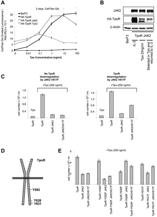 Figure 6. TpoR induces an antiproliferative effect at high ligand concentration. (A) Proliferation assays of the indicated Ba/F3 cells as a function of the concentration of ligand Tpo. Ba/F3 TpoR cells responded to Tpo by proliferation, whereas Ba/F3 TpoR JAK2 cells responded by a stop in cell proliferation at concentrations of Tpo more than 0.5 ng/mL. Ba/F3 TpoR TYK2 cells stopped proliferation at Tpo concentrations more than 10 ng/mL. Cell proliferation was measured by Cell TiterGlo assays 48 hours after seeding. (B) HA-TpoR total levels of Ba/F3 TpoR JAK2wt cells in the indicated conditions were analyzed by Western blot of NP40 buffer extracts using anti-JAK2, anti-HA, and anti–β-actin antibodies. (C) Left panel: The indicated cell lines were obtained by retroviral infection and cell sorting and amplification for a short time, so that down-regulation of TpoR by JAK2 V617F to levels below those of Ba/F3 TpoR cells did not yet occur. Proliferation assays indicate that addition of 200 ng/mL Tpo led to proliferation in Ba/F3 TpoR cells and to a stop in proliferation in cells overexpressing JAK2 or JAK2 V617F and TpoR. Right panel: Proliferation assays performed on the indicated cell lines after longtime amplification so that TpoR down-regulation occurs in presence of JAK2 V617F. Data are mean of triplicates ± SD. Differences between TpoR columns in the +Tpo (200 ng/mL) and all other conditions (TpoR JAK2 and TpoR JAK2 V617F) are statistically significant at P < .05 (Student t test both on the left and right panels). (D) The location of the 3 main cytosolic tyrosine residues in TpoR cytosolic domain. (E) The indicated Ba/F3 cell lines coexpressing either JAK2 or JAK2 V617F and TpoR variants carrying tyrosine to phenylalanine mutations were analyzed for Tpo (200 ng/mL)-induced proliferation immediately after retroviral transduction, before down-modulation of TpoR occurred in JAK2 V617F cells. (A,C-E) Averages of 3 replicates ± SD of one representative experiment of at least 2 independent experiments. Differences between TpoR and TpoR JAK2 or TpoR JAK2 V617F are statistically significant at P < .05 (Student t test for the Y626F mutation), and also between all Y592F and Y626F mutants, as well as between TpoR JAK2 V617F and TpoR Y631F JAK2 V617F cells.