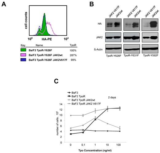 Figure 7. JAK2 V617F-induced TpoR down-modulation is promoted by signaling via TpoR cytosolic Y626 residue. (A) HA-TpoR cell-surface and (B) TpoR total levels were analyzed by flow cytometry and Western blot, respectively, on the indicated cell lines as previously described. (C) Dose-dependence effect of Tpo on the proliferation of the indicated Ba/F3 cell lines. After down-modulation, Ba/F3 TpoR JAK2 V617F cells continue to proliferate both in the presence and absence of Tpo, whereas Ba/F3 TpoR JAK2 cells arrest proliferation in Tpo at concentrations > 1 ng/mL.