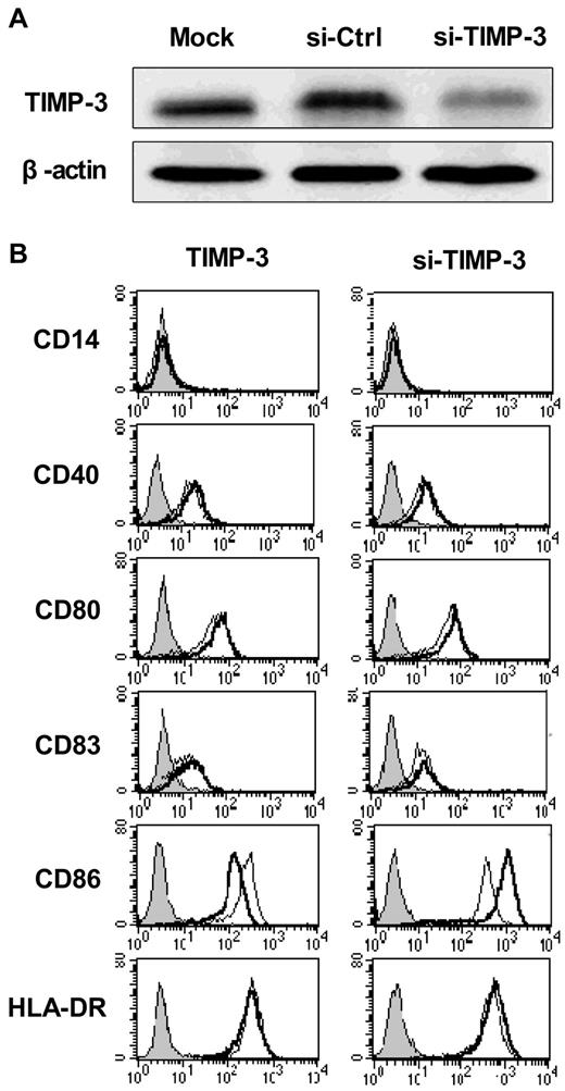 Figure 3. TIMP-3 modulated the DC phenotype. (A) The efficiency of TIMP-3 gene knockdown was confirmed by Western blot analysis. (B) rhTIMP-3 or TIMP-3 siRNA was applied during LPS-induced DC maturation. The expression of surface molecules was examined by flow cytometry. Histograms illustrate staining with isotype control (solid profiles) and with the indicated specific mAbs on untreated DCs (fine gray line) and treated DCs (bold black line). Results are representative of 3 separate donors.