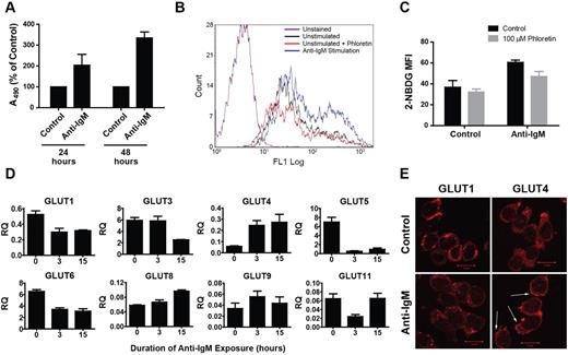 Figure 3. Anti-IgM–mediated B lymphocyte activation is associated with an increase in GLUT4 expression and cell surface localization. (A) NBLs isolated from whole blood were incubated with or without anti–human IgM F(ab′)2 for the indicated durations, and viable cell quantities were determined by MTS assay (represented by absorbance at 490 nm) and normalized to control cells. Data are mean ± SEM (n ≥ 2). (B) NBLs incubated with or without anti-IgM for 15 hours and pretreated (or not) with 100μM phloretin before evaluation of glucose consumption rates via 2-NBDG uptake assay and flow cytometric quantification of fluorescence intensity. A representative histogram is shown. (C) Quantification of data represented in panel B is shown. Median fluorescence intensity values were derived from 3 independent experiments. Data are mean ± SEM (n = 3). (D) Expression of GLUTs 1 to 12 was determined in a time-course analysis of B lymphocytes incubated with anti-IgM for 0, 3, and 15 hours by quantitative real-time RT-PCR. Relative quantification (RQ) is displayed and normalized to the MM.1S cell line for reference to expression levels in myeloma. GLUTs 2, 7, 10, and 12 were undetected. Data are mean ± SEM (n ≥ 2). (E) B lymphocytes were incubated with or without anti-IgM for 15 hours before analysis of GLUT1 and GLUT4 intracellular distribution via confocal immunofluorescence microscopy. Arrows indicate regions of cell surface GLUT4 immunoreactivity. Representative images are shown (n = 4).
