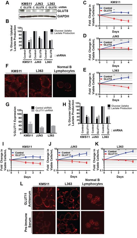 Figure 4. RNAi-mediated suppression of GLUT8 or GLUT11 compromises the viability of myeloma cell lines. (A) Cells were transduced with the indicated shRNAs and incubated 2 days before protein extraction. Representative blot is shown. (B) Cells from panel A were cultured in 5mM glucose-containing medium for 5 hours. Glucose consumption rates and lactate production rates were determined and normalized to control shRNA-expressing cells. (C-E) Cells from panel A were analyzed for viability and proliferation. Viable cell densities are expressed as fold change relative to the day 0 reading of control shRNA-expressing cells. (F) GLUT8 subcellular localization in KMS11 cells, L363 cells, and NBLs was assessed via confocal immunofluorescence microscopy. Representative images are shown. (G) Cells were transduced with the indicated shRNAs and incubated 3 days before RNA extraction. (H) Cells from panel G were cultured in 5mM glucose-containing medium for 5 hours. Glucose consumption rates and lactate production rates were determined and normalized to control shRNA-expressing cells. (I-K) Cells from panel G were analyzed for viability and proliferation. Viable cell densities are expressed as fold change relative to the day 0 reading of control shRNA-expressing cells. (L) GLUT11 subcellular localization in KMS11 cells, L363 cells, and NBLs was assessed via confocal immunofluorescence microscopy. Background, nonspecific staining with preimmune serum is included as a control. Representative images are shown. (B-E,G-K) Data are mean ± SEM. (A-L) n ≥ 3. *P < .05. **P < .01. ***P < .005.
