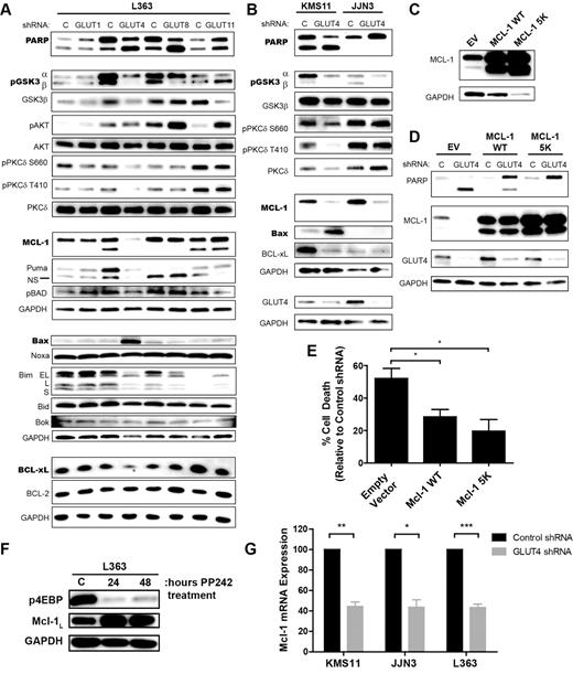 Figure 5. GLUT-specific modulation of signal transducers and apoptosis effectors: cytotoxicity of GLUT4 silencing is mediated by Mcl-1 suppression. (A) L363 cells were transduced with the indicated shRNAs, and cell lysates were prepared. Representative blots are shown. (B) KMS11 and JJN3 cells were transduced with control (C) or GLUT4-targeted shRNA and incubated for 4 days before lysate preparation. Representative blots are shown. (C) L363 cells were transduced with an empty vector control (EV), WT MCL1 (Mcl-1 WT), or ubiquitination-resistant MCL1 mutant (Mcl-1 5K). Stable cell lines were generated, and Mcl-1 expression was assessed by immunoblot analysis. Representative blot is shown. (D) L363 stable cell lines from panel C were transduced with control- or GLUT4-targeted shRNA and incubated for 3 days before immunoblot analysis of GLUT4, Mcl-1, and PARP. Representative blot is shown. (E) Cells from panel D were subjected to flow cytometric viability analysis via annexin V/DAPI staining. Data are normalized to control shRNA-expressing cells within each cell line. Data in panel E are mean ± SEM. (F) L363 cells were treated with DMSO (C) or 1μM PP242, the active site kinase inhibitor of mTOR, for the indicated lengths of time before protein extraction. Immunoblot analysis of phospho-4EBP1 and Mcl-1 levels is shown. GAPDH serves as a loading control. Representative blot is shown (n = 2). (G) Cells were transduced with control or GLUT4-targeted shRNA and incubated 4 days before RNA extraction, and real-time RT-PCR analysis of Mcl-1 mRNA expression was performed. Relative quantities are shown and normalized to control shRNA-expressing cells. (G) Data are mean ± SEM. (A-E,G) n ≥ 3. *P < .05. **P < .01. ***P < .005.