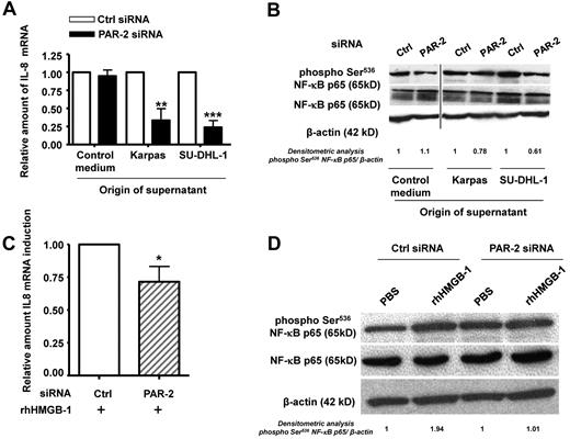Figure 3. HMGB-1 induces IL-8 mRNA expression and NF-κB activation via PAR-2 receptors by keratinocytes. (A) IL-8 mRNA levels were evaluated by qRT-PCR on PAR2- or control siRNA–transfected keratinocytes (HaCaT cell line) exposed to Karpas-299 (Karpas) and SU-DHL-1 cell line (ALK+ALCL) supernatants for 24 hours. The level of IL-8 mRNA was normalized to that from HaCaT cells cultured in DMEM (control medium). (B) Protein lysates from HaCaT cells exposed or not to ALK+ALCL cell line supernatants were subjected to western-blotting with anti–NF-κB p65 and anti–phospho-Ser536 NF-κB p65 Abs. β-actin was used as a loading control. A vertical line has been inserted to indicate a repositioned gel lane. (C-D) The same experiments as in panels A and B were performed on PAR2- or control siRNA–transfected HaCaT cells treated with rhHMGB-1 or not (PBS). IL-8 mRNA levels were normalized to the endogenous housekeeping gene GAPDH. Results are expressed as the fold increase compared with the control PBS condition (expression level = 1), and represent the mean ± SD of 3 independent experiments done in triplicate; *P < .05 by Student t test (C). Lysates from HaCaT cells were subjected to Western blotting with anti–NF-κB p65 and anti–phospho-Ser536 NF-κB p65 Abs. β-actin was used as a loading control (D).
