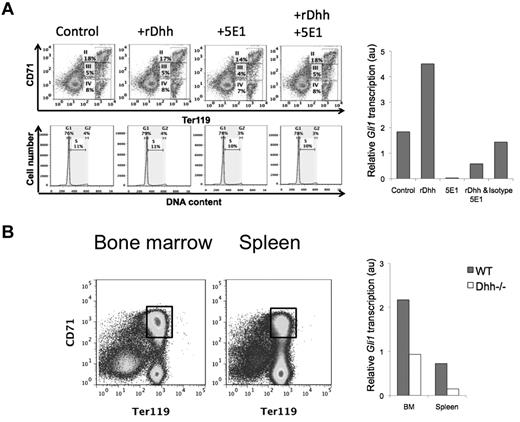 Figure 2. Erythroblasts are Hh responsive in vitro and in vivo. (A) BM was cultured for 18 hours, control or treated with rDhh, anti-Hh mAb (5E1), rDhh and 5E1 together, and isotype control mAb. After culture, cells were stained with anti-CD71 and anti-Ter119 to confirm that the short treatment had not changed the relative distribution of the subsets (top panel dot plots), and with PI to confirm that survival/cell cycle status was not affected (middle panel, histograms) in erythroblasts. Erythroblasts II to IV were purified from each culture by magnetic bead purification for Ter119+ cells, and RNA prepared for quantitative RT-PCR analysis of Gli1 expression (bar chart). (B) Erythroblast population II was sorted from magnetic bead lymphocyte-depleted cells from BM (left dot plot) and spleen (right dot plot). Gates used for sorting are shown. Bar chart represents Gli1 expression, measured by quantitative RT-PCR, on RNA prepared from population II sorted from WT (filled bars) and Dhh−/− (open bars) BM and spleen.