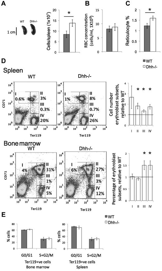 Figure 3. Abnormal erythropoiesis in Dhh−/− mice. (A) Photograph represents typical spleen from WT (left) and Dhh−/− (right). Histogram represents the mean spleen cell number from WT and Dhh−/−. The difference in mean between WT and Dhh−/− is statistically significant (P = .003). (B) Bar chart represents the mean RBC count in WT (8.1 × 109/mL, shaded bar) and Dhh−/− (8.8 × 109/mL, open bar) blood. (C) Bar chart represents the mean percentage of reticulocytes in RBCs from WT (shaded bar) and Dhh−/− (open bar) blood. The increase in mean percentage of reticulocytes in Dhh−/− compared with WT was statistically significant (P = .014). (D) Spleen (top panel) and BM (bottom panel) cells from WT and Dhh−/− were stained with antibodies against CD71 and Ter119. Dot plots represent the percentage of cells in the 4 erythroblast subsets (I-IV), defined by CD71 and Ter119 expression, as shown in the regions indicated, in WT (left) and Dhh−/− (right). For spleen, bar charts represent the mean of the number of cells in each erythroblast subset in Dhh−/−, divided by the number of cells in their counterpart subset in WT spleen, for each erythroblast population. The difference between the mean of Dhh−/− and WT was statistically significant for population II (P = .012), population III (P = .015), and population IV (P = .006). For BM, the bar chart represents the mean relative percentage of erythroblast populations I to IV, in Dhh−/−, relative to WT littermate. The difference between the means of Dhh−/− and WT was statistically significant for population III (P = .022) and population IV (P = .02). (E) Cell cycle analysis of erythroblasts from WT and Dhh−/− BM and spleen. Bar charts represent the mean percentage of cells in G0/G1 and S + G2/M, as assessed by PI staining and flow cytometry in magnetic-bead-purified Ter119+ cells from WT (filled bars) and Dhh−/− (open bars) BM (left) and spleen (right). There were no significant differences between WT and Dhh−/− in either BM or spleen.
