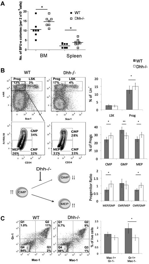 Figure 4. Dhh influences early erythropoiesis and progenitor differentiation. (A) Scatter plot represents BFU assays, carried out on BM and spleen, from WT (filled squares) and Dhh−/− (open squares). The mean for each group is indicated with a line. The increase in mean number of colonies in Dhh−/− compared with WT is statistically significant for both BM (P = .050) and spleen (P = .032). (B) Dot plots represent analysis of LSK stem cells and Sca-1−c-kit+ progenitors in WT (left) and Dhh−/− (right) BM, staining with antibodies against Sca-1 and c-kit, after exclusion of Lin+ cells. The bold region represents the gating used to analyze the Sca-1− c-kit+ progenitor population. Contour plots represent the subdivision of the progenitor population from WT (left) and Dhh−/− (right), staining against CD34 and FcγRII/III, into CMP, GMP, and MEP. The percentage of progenitors in each subset and the regions used for their definition are shown. Top bar chart represents the mean percentage of Lin− cells that are LSK (Sca-1+ c-kit+) and progenitor (Sca-1−c-kit+) in WT (filled bars) and Dhh−/− (open bars) BM. The increase in the mean percentage of progenitors in the Dhh−/− compared with WT is statistically significant (P = .019). Middle bar chart represents the percentage of the progenitor population that is CMP, GMP, or MEP, as defined by CD34 and FcγRII/III expression, in WT (filled bars) and Dhh−/− (open bars). The difference in mean proportion is statistically significant between WT and Dhh−/− for CMP (P = .05), GMP (P = .0006), and MEP (P = .005). Bottom bar chart represents the mean progenitor ratio in WT (filled bars) and Dhh−/− (open bars). The difference in mean ratios between WT and Dhh−/− is statistically significant for MEP/GMP (P = .009) and CMP/GMP (P = .024), but not for CMP/MEP. The cartoon represents a summary of the effects of Dhh deficiency at this stage of differentiation. Absence of Dhh, reduced differentiation from CMP to GMP, and the GMP population are reduced. The CMP population is increased, and differentiation to MEP is favored. (C) Dot plot represents staining against Gr-1 and Mac-1 on BM cells from WT (left) and Dhh−/− (right). The percentage of cells in each quadrant is shown. Bar chart represents the mean percentage of BM cells that are macrophages (Mac-1+Gr-1−) and granulocytes (Mac-1−Gr-1+) in WT (filled bars) and Dhh−/− (open bars). The reduction in the mean percentage of granulocytes in Dhh−/− compared with WT is statistically significant (P = .04).