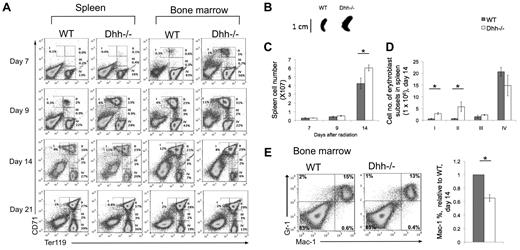 Figure 5. Acceleration of differentiation and recovery after irradiation in Dhh−/− mice. (A) Kinetics of recovery of the erythroblast populations after nonlethal irradiation was measured in the spleen (left panel) and BM (right panel) at 7 days (top row), 9 days (second row), 14 days (third row), and 21 days (fourth row) after irradiation. Dot plots represent erythroblast populations I to IV, defined by CD71 and Ter119 expression, and the regions used and percentage of cells in each population are shown. (B) Photograph represents typical spleen from WT (left) and Dhh−/− (right) at 14 days after irradiation. (C) Bar chart represents the mean spleen cell number after irradiation in WT (filled bars) and Dhh−/− (open bars). The increase in mean cell number in Dhh−/− compared with WT on day 14 is statistically significant (P = .046). (D) Bar chart represents the mean number of cells in each erythroblast subset in WT (filled bars) and Dhh−/− (open bars) in the spleen on day 14. The difference in mean between WT and Dhh−/− was statistically significant for population I (P = .003) and population II (P = .044). (E) Dot plot represents staining against Mac-1 and Gr-1 on day 14 after irradiation from WT (left plot) and Dhh−/− (right plot) BM. Bar chart represents the mean relative percentage of Mac1+ cells in WT (filled bars) and Dhh−/− (open bars) BM, 14 days after irradiation. The difference in mean relative percentage is statistically significant (P < .001).