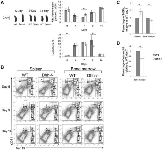 Figure 6. Dhh−/− mice recover more quickly during stress-induced anemia that WT. Anemia was induced in Dhh−/− and WT mice by PHZ treatment, and the kinetics of stress-induced erythropoiesis and recovery was monitored over time. (A) Photographs represent typical WT and Dhh spleen size at 5, 9, and 14 days after PHZ treatment. Top bar chart represents time course of RBC concentration in WT (filled bars) and Dhh−/− (open bars) blood, after PHZ treatment. The difference in mean RBC concentration between WT and Dhh−/− was statistically significant on day 7 (P = .011). Bottom bar chart represents the percentage of reticulocytes in RBCs in blood. The difference in mean percentage between WT and Dhh−/− was statistically significant before treatment (day 0, P = .015) and on day 9 (P = .045). (B) Kinetics of recovery of the erythroblast populations after PHZ treatment was measured in the spleen (left panel) and BM (right panel) at 5 days (top row), 9 days (second row), and 14 days (third row) after treatment. Dot plots represent erythroblast populations I to IV, defined by CD71 and Ter119 expression, and regions used and percentage of cells in each population are shown. (C) The relative percentage of MEP (measured by FACS, staining Lin− cells with antibodies against CD34 and FcγRII/III) in spleen (left) and BM (right) in WT (filled bars) and Dhh−/− (open bars), 7 days after PHZ treatment. The difference in mean was statistically significant for spleen (P = .017) and BM (P = .033). (D) The relative percentage of neutrophils (measured by FACS, staining with antibodies against Ly6g) in BM in WT (filled bars) and Dhh−/− (open bars), 7 days after PHZ treatment. The difference in means was statistically significant (P < .001).