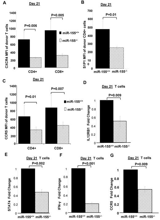 Figure 4. miR-155 modulates chemokine receptor expression and migration of allogeneic donor T cells. On days 4 and 21 after BMT, splenocytes were harvested from F1 recipients and H2Kd- CD4+/CD8+ donor cells were analyzed by flow cytometry for chemokine receptor expression. Chemokine receptor expression was quantified by measuring mean fluorescence intensity (MFI). P values < .05 were considered significant. n = at least 5 mice per group at each time point. (A) Expression of CXCR4 on CD4+ and CD8+ WT and miR-155−/− donor T cells on day 21 after transplantation. (B) Expression of S1P1 on CD4+ WT and miR-155−/− donor T cells on day 21 after transplantation. (C) Expression of CCR5 on CD4+ and CD8+ WT and miR-155−/− donor T cells on day 21 after transplantation. (D) Average IL-12Rb1 mRNA expression in untouched T cells isolated from spleens of recipient mice on day 21 after transplantation by RT-PCR. The results shown represent the average of 9 independent mouse samples performed each in triplicate. Values are expressed as relative expression after 2ΔCt calculations and normalization with 18s RNA. Bars represent SD. (E) Average STAT-4 mRNA expression in untouched T cells isolated from spleens of recipient mice on day 21 after transplantation by RT-PCR. (F) Average IFN-γ mRNA expression in untouched T cells isolated from spleens of recipient mice on day 21 after transplantation by RT-PCR. (G) Average CCR5 mRNA expression in untouched T cells isolated from spleens of recipient mice on day 21 after transplantation by RT-PCR.