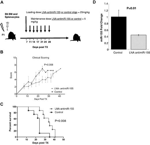 Figure 5. Treatment with LNA–anti–miR-155 decreases the severity of aGVHD and prolongs the survival of MHC-mismatched recipient mice. (A) Schematic presentation of the schedule of oligonucleotide injections after transplantation. Briefly, lethally irradiated recipient F1 mice transplanted with BM (5 × 106) plus B6 WT spleen cells (20 × 106) were treated with LNA–anti–miR-155 (n = 10) or control LNA oligos (n = 10) starting at day 7 with a loading dose 25 mg/kg followed by 5 mg/kg intravenously twice weekly up to day 30 after infusion of donor B6 splenocytes. (A) Clinical GVHD scores after transplantation from lethally irradiated F1 recipients transplanted with B6 donor BM and splenocytes and treated with LNA–anti–miR-155 or control oligonucleotide. P values were obtained by using t test. (B) Survival rate of the different recipient F1 mice groups. Comparisons between survival curves were performed using log-rank test. (D) miR-155 expression in spleen from LNA–anti–miR-155 or control treated mice as measured by RT-PCR. Data represent the average of 3 mice. Experiments performed in triplicate. Bars represent SE.