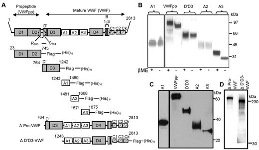 Figure 1. Expression and purification of individual VWF domains. (A) Mature VWF was purified from human plasma cryoprecipitate. This protein lacks VWFpp because the Arg 763-Ser764 bond is proteolytically cleaved. Propeptide VWFpp (D1-D2 domains) and other domains within the globular section of VWF (D′D3, A1, A2, and A3) were expressed as FLAG- and His-tagged proteins in CHO cells. Amino acid numbers provided are based on pre-pro-VWF. ΔPro-VWF is dimeric, full-length VWF. ΔD′D3-VWF is identical to ΔPro-VWF except it lacks the D′D3 domain. (B) Silver staining of purified VWF domains under reducing (with β-mercaptoethanol) and nonreducing (absence of β-mercaptoethanol) conditions. (C) Western blot of the domains using anti-His Ab under reducing conditions. (D) Western blot of ΔPro-VWF and ΔD′D3-VWF under reducing conditions detected using anti-VWF polyclonal Ab.