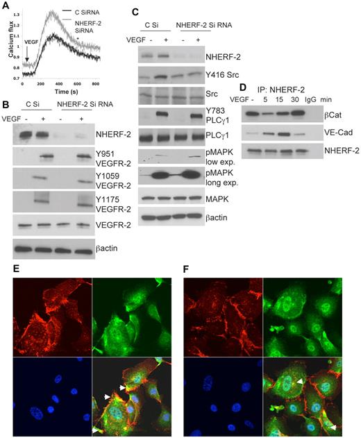 Figure 2. Effect of NHERF-2 silencing on VEGF-mediated signaling. (A) Serum-starved NHERF-2 or control siRNA-transfected HUVECs were loaded with Fura2-AM and stimulated with VEGF at 10 ng/mL. (B) HUVECs transfected with control-scrambled or NHERF-2 siRNA for 48 hours were serum-starved and stimulated with 10 ng/mL VEGF for 5 minutes, and Western blot analysis was performed to detect tyrosine phosphorylation of the VEGFR-2 residues, Y951, Y1059, and Y1175 or (C) Y416 Src, Y783 PLCγ1, or p42/44 MAPK. Experiments were repeated 3 times, and Western blot analyses were performed ≥ 4 times for each marker. (D) Serum-starved HUVECs were stimulated with or without VEGF at 10 ng/mL. Lysates were immunoprecipitated with Ab against NHERF-2 and immunoblotted with Ab for VE-Cad and βCat. To detect total NHERF-2 pull-down, the 1-hour immunoprecipitation kit from Genscript was used. This kit masks the IgG heavy chain and allows visualization of proteins ∼ 55 kDa. (E) HUVECs without VEGF stimulation were double stained with Abs against βCat (red) and NHERF-2 (green). (F) HUVECs with VEGF (10 ng/mL) stimulation were double stained with Abs against βCat (red) and NHERF-2 (green). Nuclei appear blue because of DAPI staining. Arrows indicate colocalization (yellow). Original magnification, ×63.